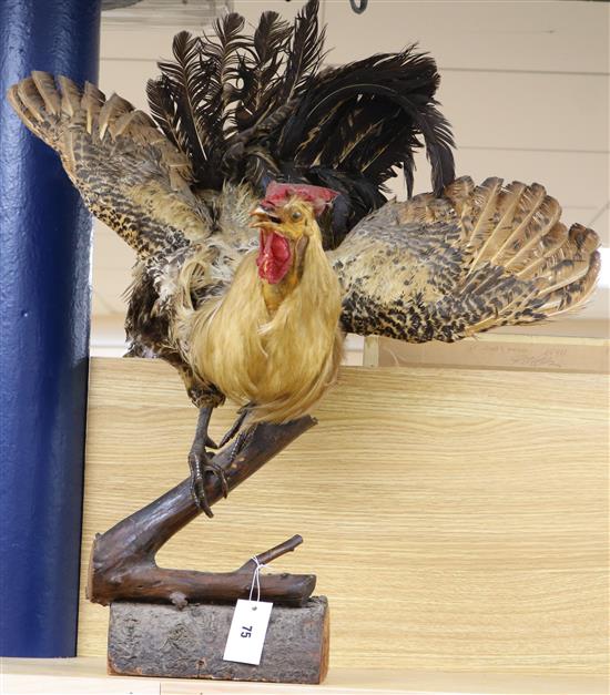 A taxidermic cockerel